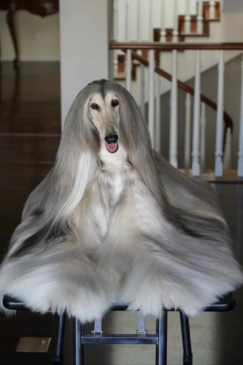 阿富汗猎犬巴特 09090909