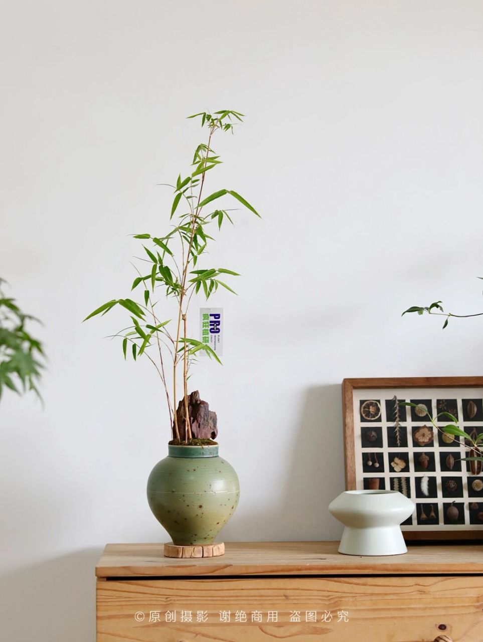 说到"竹",就让人想起我们中国的软笔书法,水墨画,儒雅又耐人寻味.