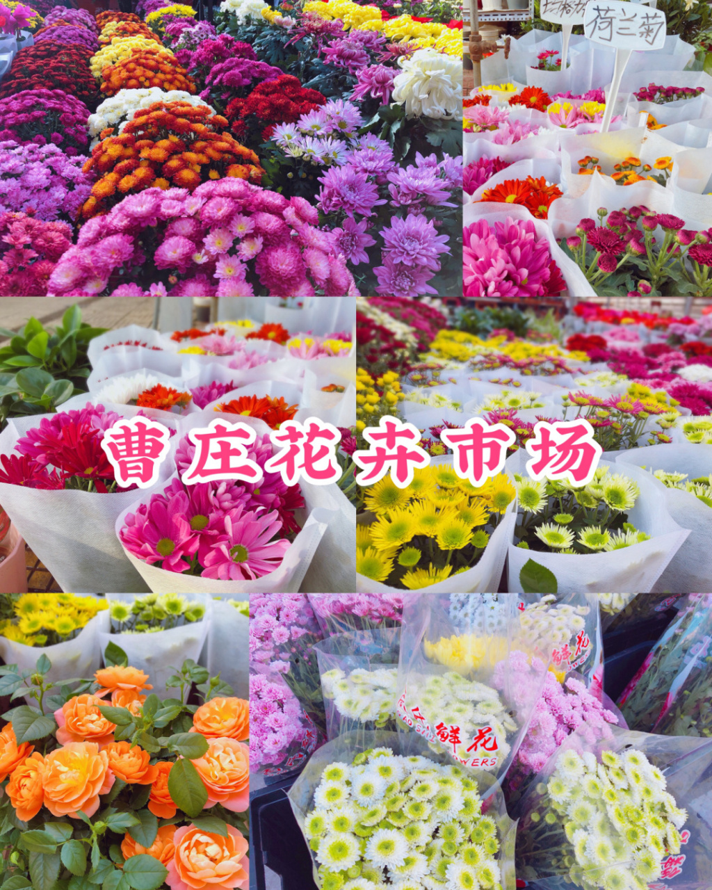 曹庄子花卉市场地址图片