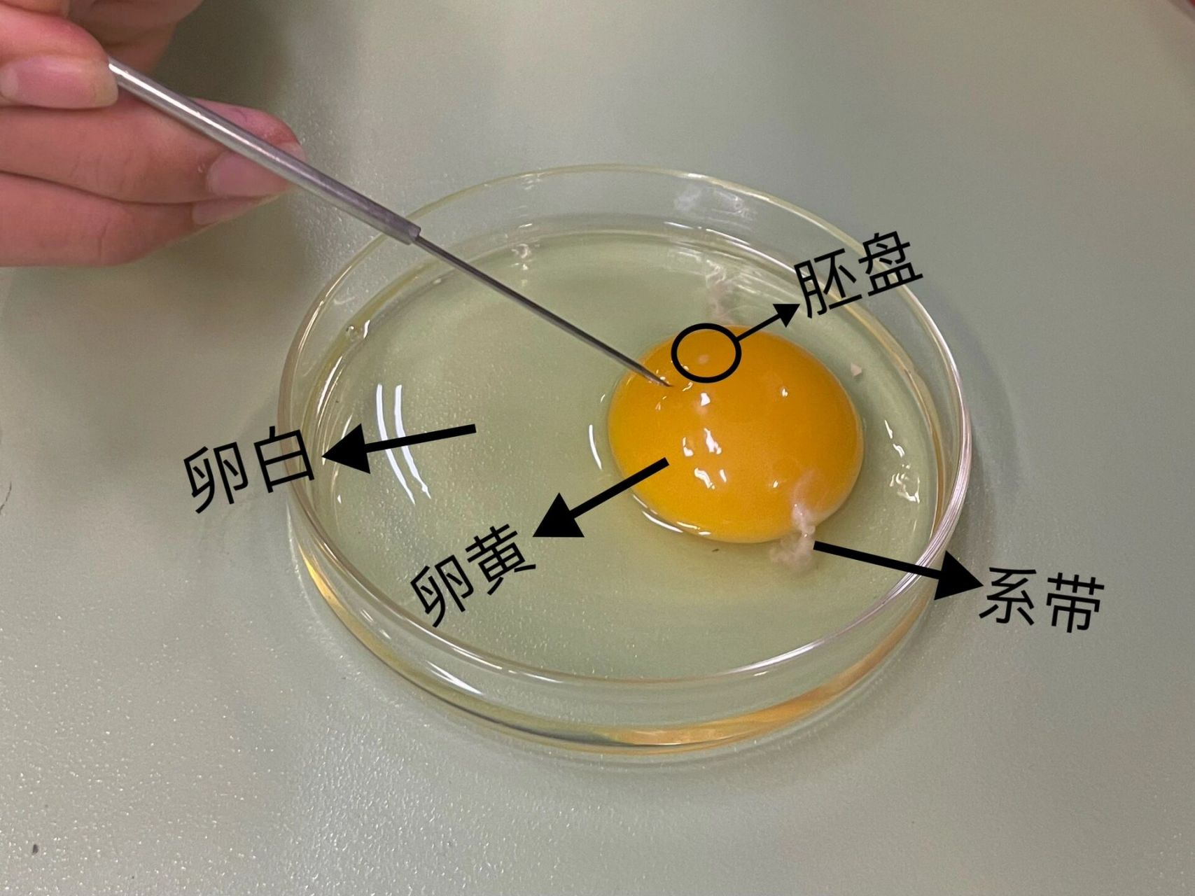 观察98鸟卵的结构 取材:鸡蛋04