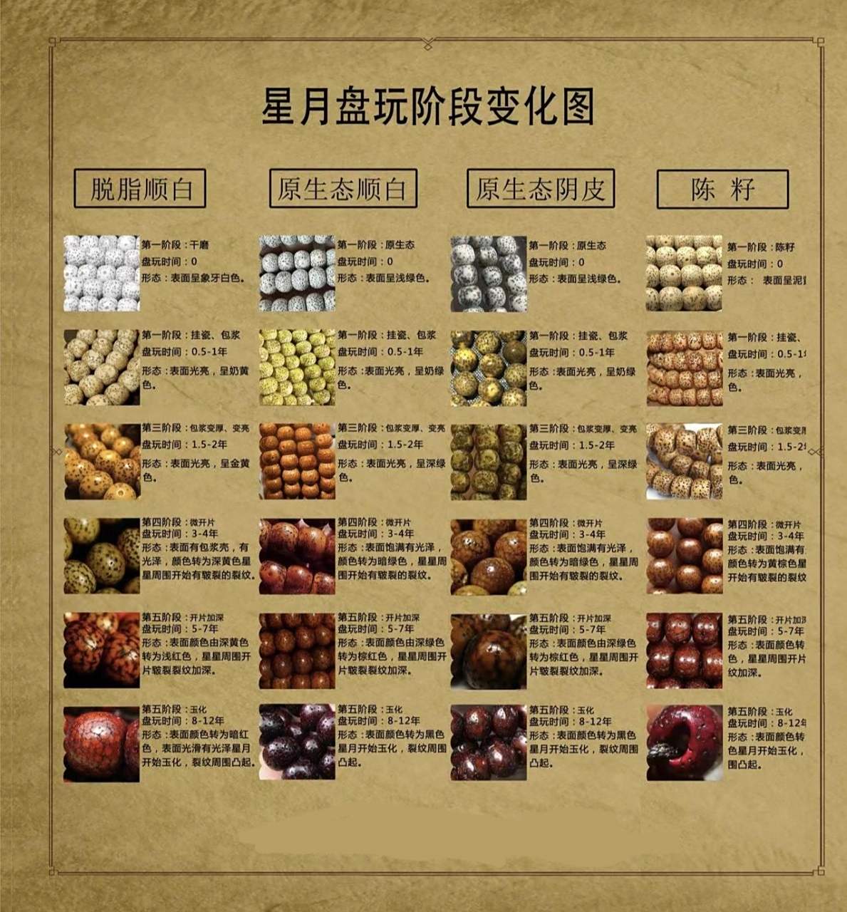 不同种类星月菩提各个阶段的变化图 不同种类星月菩提各个阶段的变化