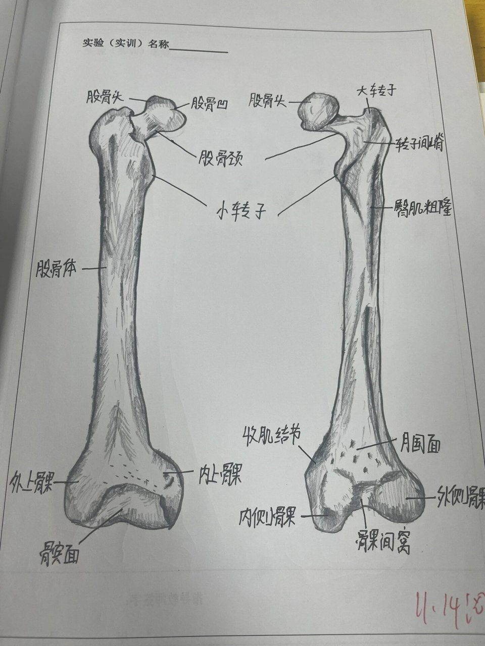 左股骨结构图图片