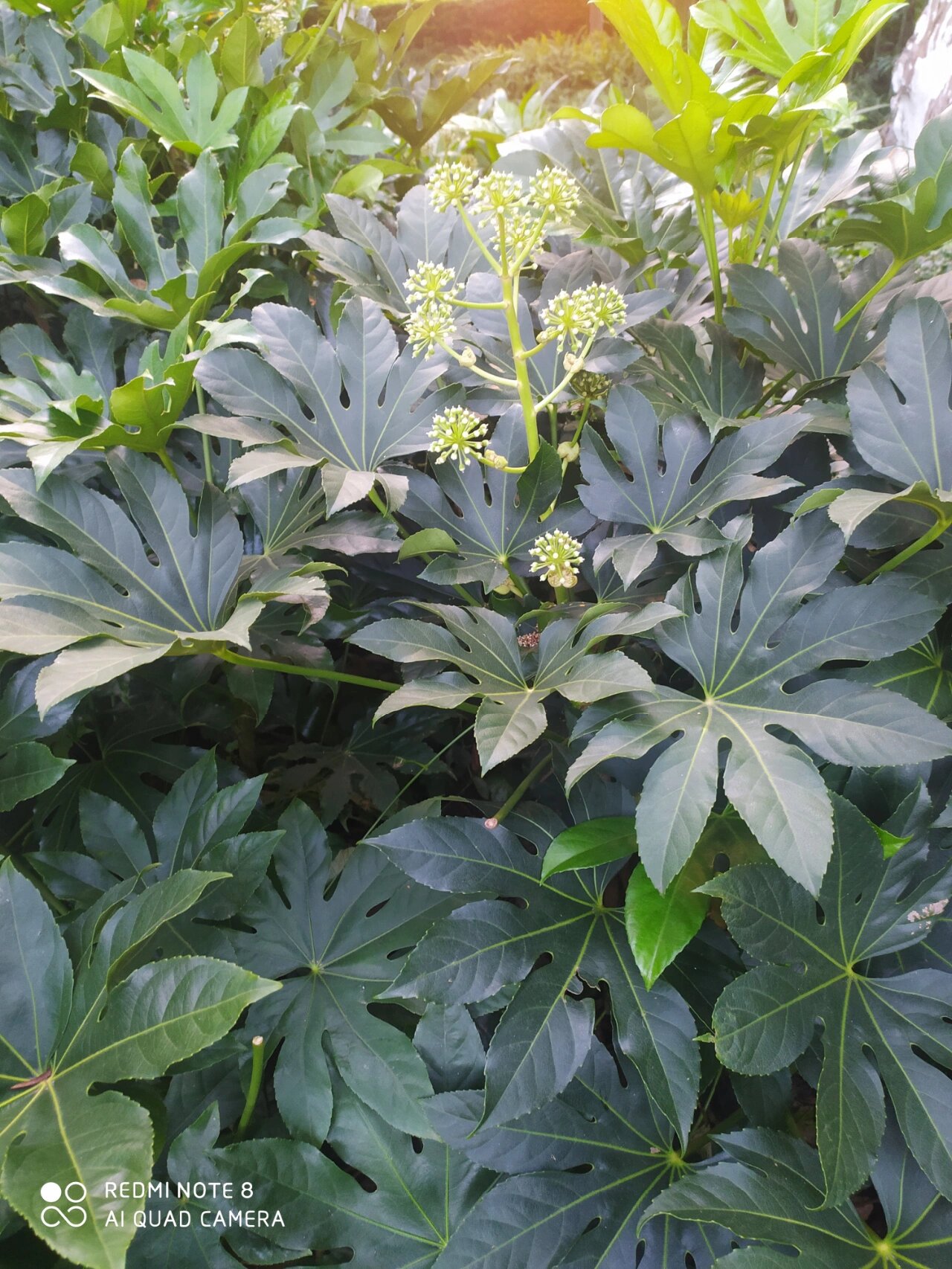 是一种极耐寒,耐旱,耐涝生命力极强的一种植物.