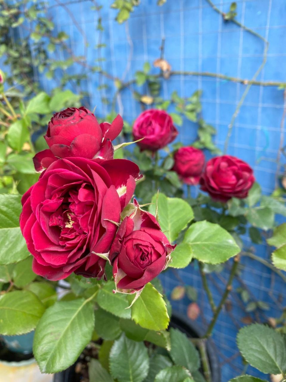 红色蕾丝 月季 暗红色的花瓣,质感厚实 丰花多头,花量大 成簇开放,花