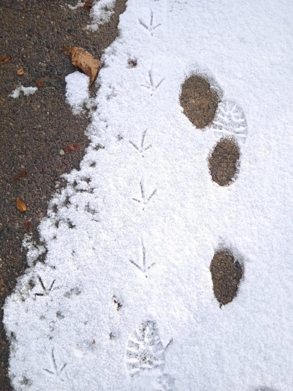 雪地中各种动物脚印图片