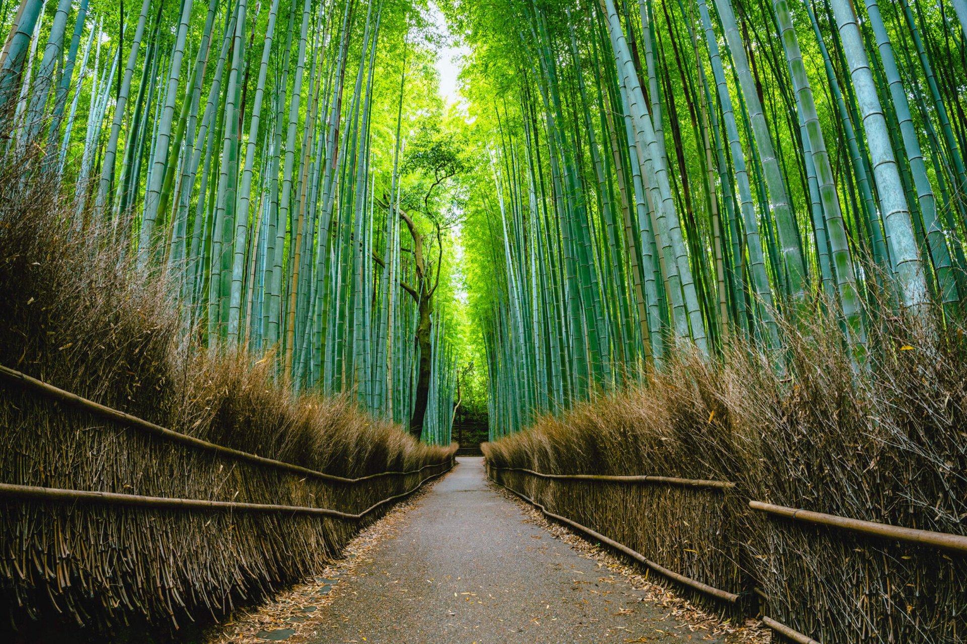 差不多一年多前,在几乎没什么人的情况下拍到了很满意的岚山竹林(有