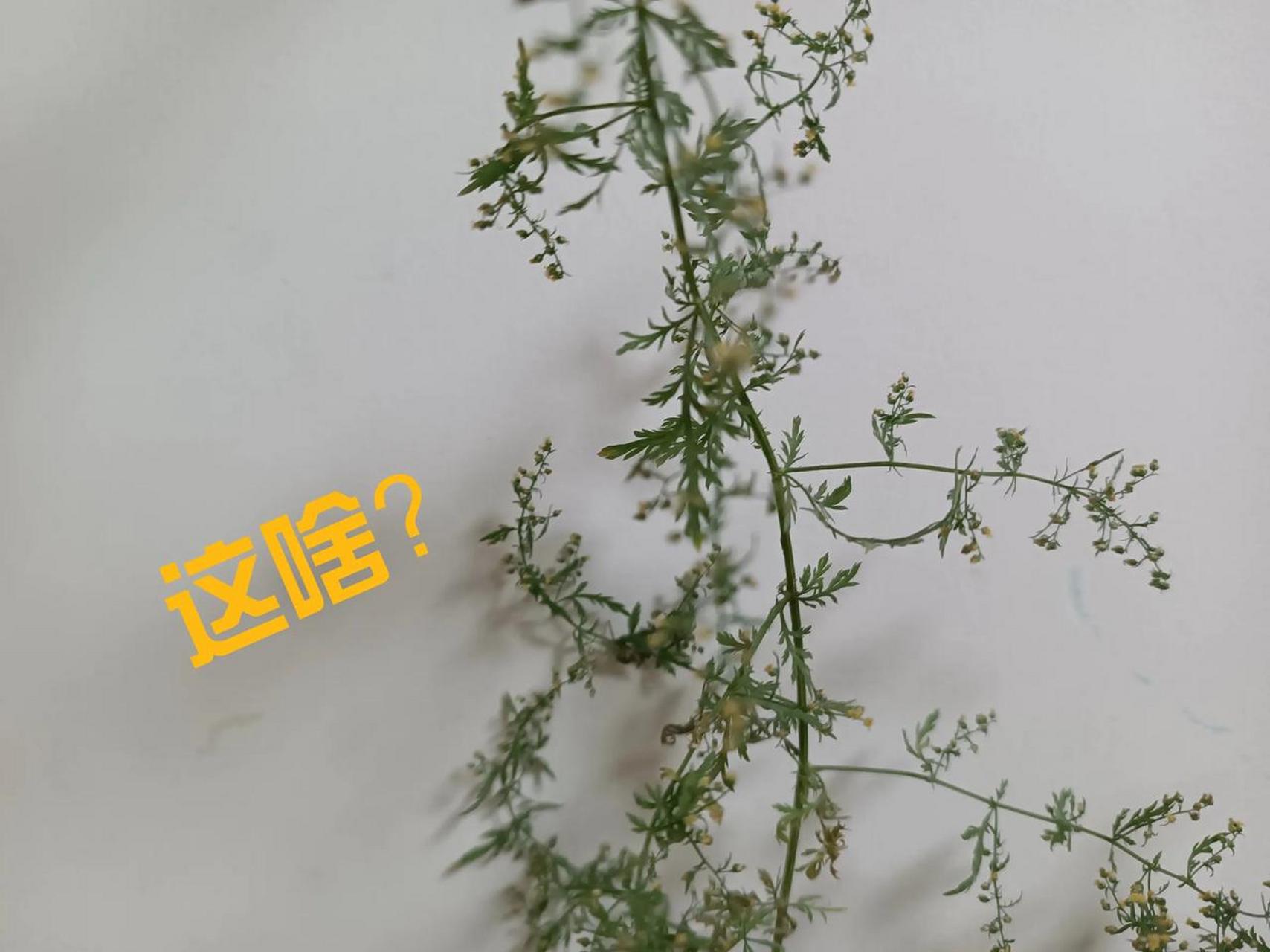 屠呦呦一辈子研究的青蒿素,是从中药材青蒿里提取的.