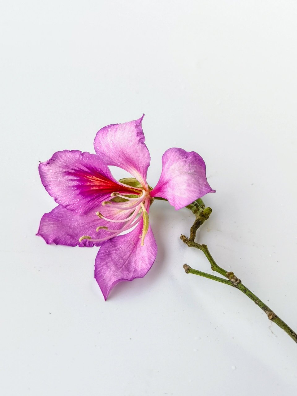 绘画素材:宫粉洋紫荆花 绘画素材