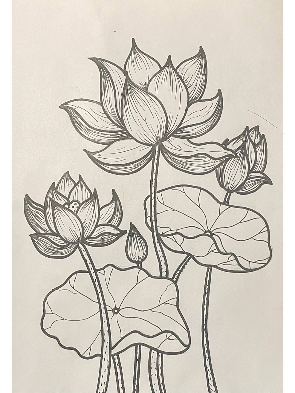 线描荷花03 线描荷花03