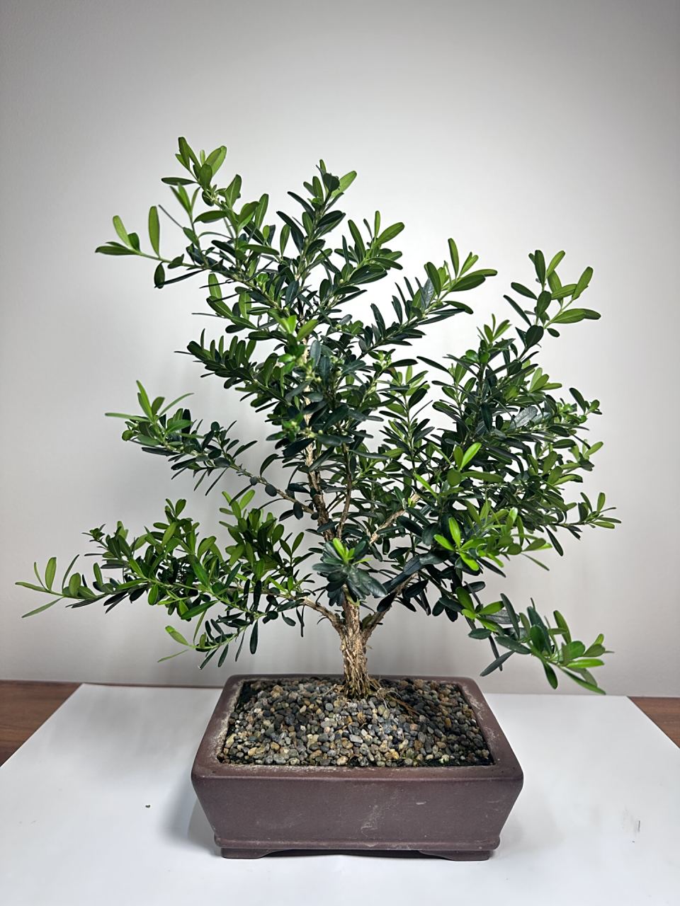 小盆景00中国雀舌黄杨#悉尼绿植 "家有黄杨,世代栋梁",中国小叶雀舌