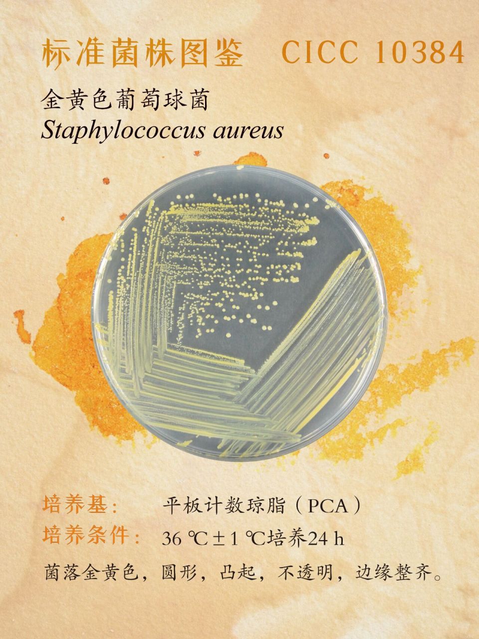 每日一菌丨金黄色葡萄球菌 cicc10384 细菌界(bacteria)• 厚壁菌门