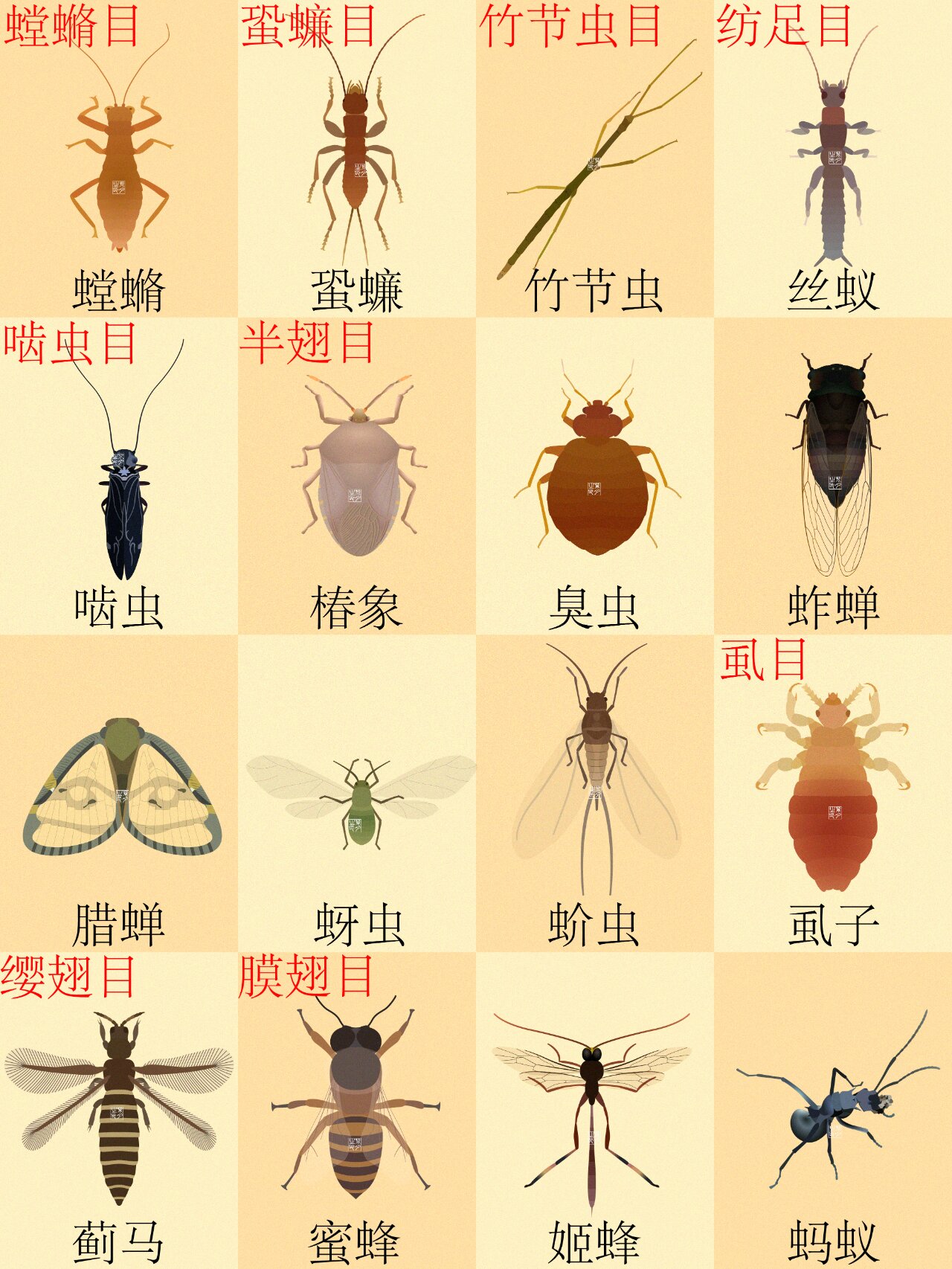 【合集】我国常见的80种昆虫