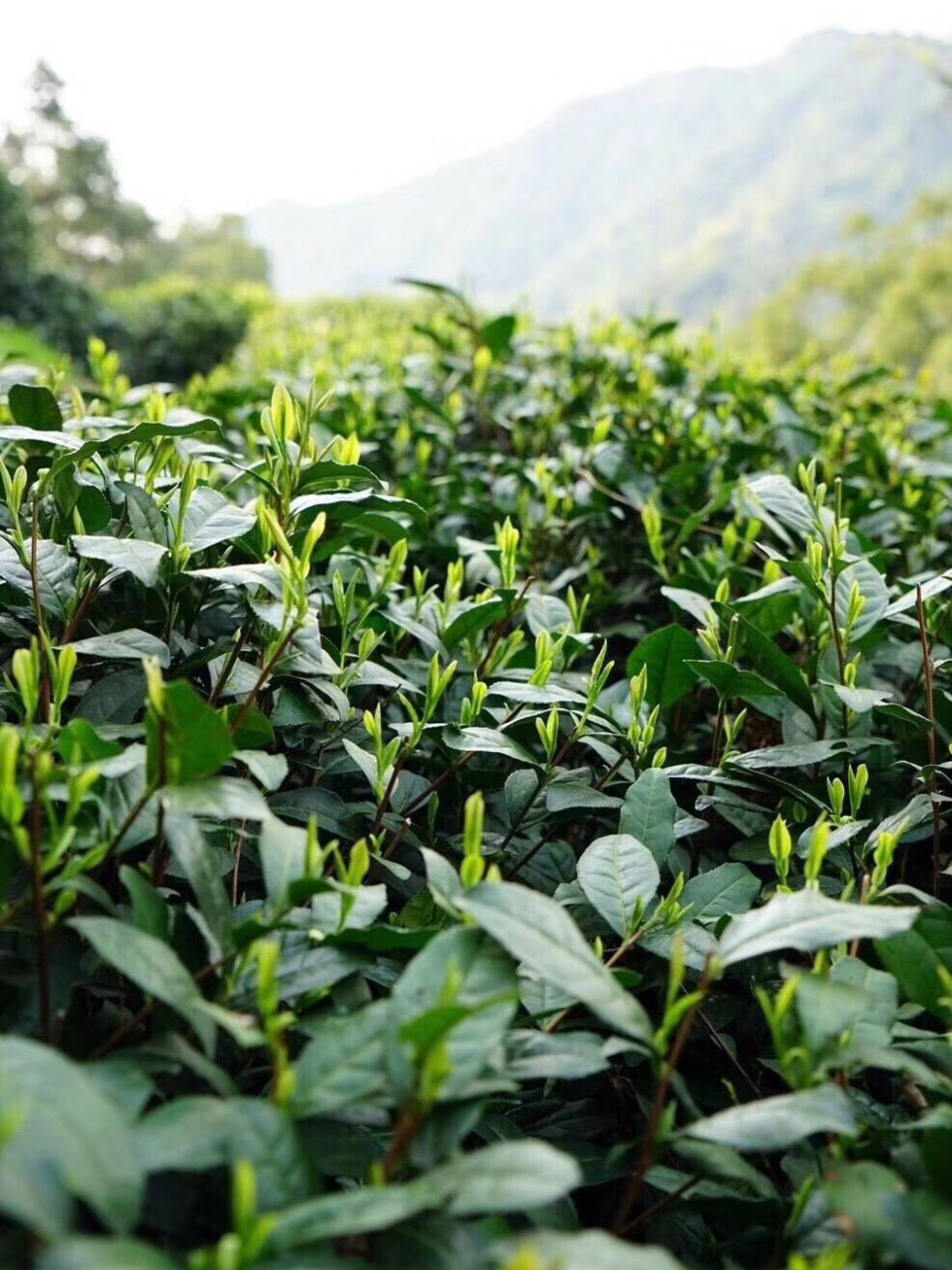 西湖龙井茶树品种 西湖龙井茶树品种有群体种跟龙井43两种.