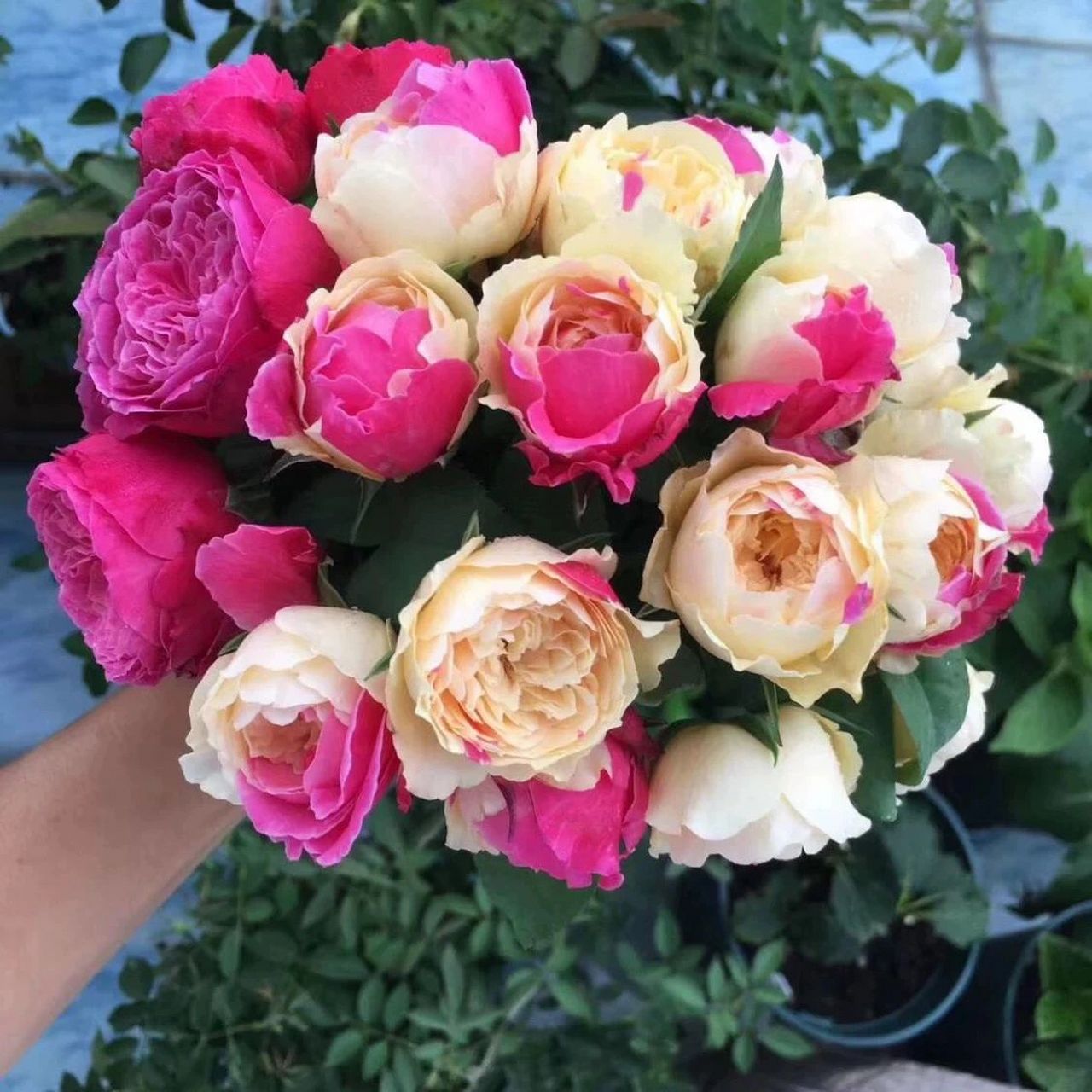 看图对月季品种:风月(四大妖花之一)