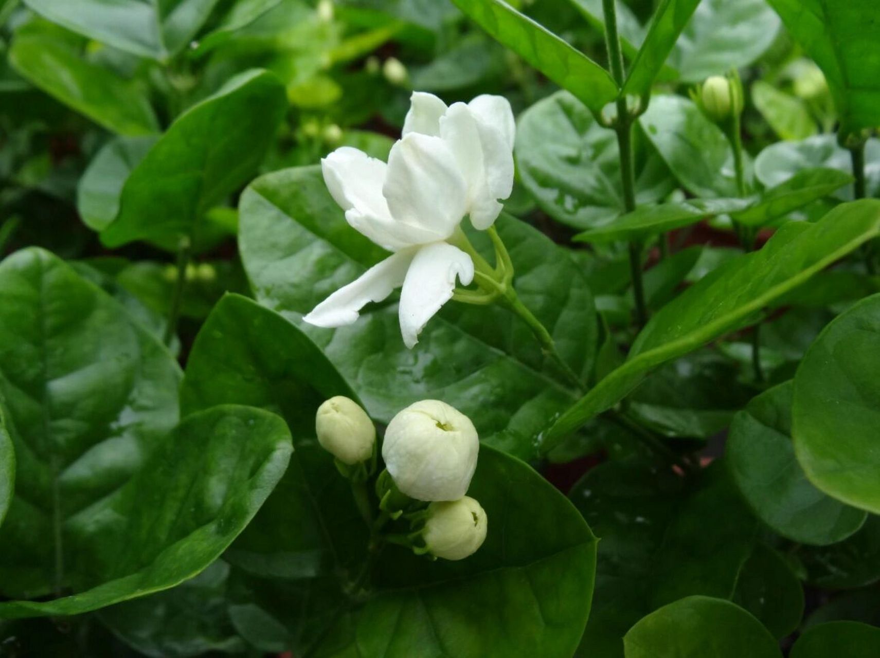 95茉莉花花期很长,整个夏季,秋季甚至初冬,家里总是弥漫着茉莉花的