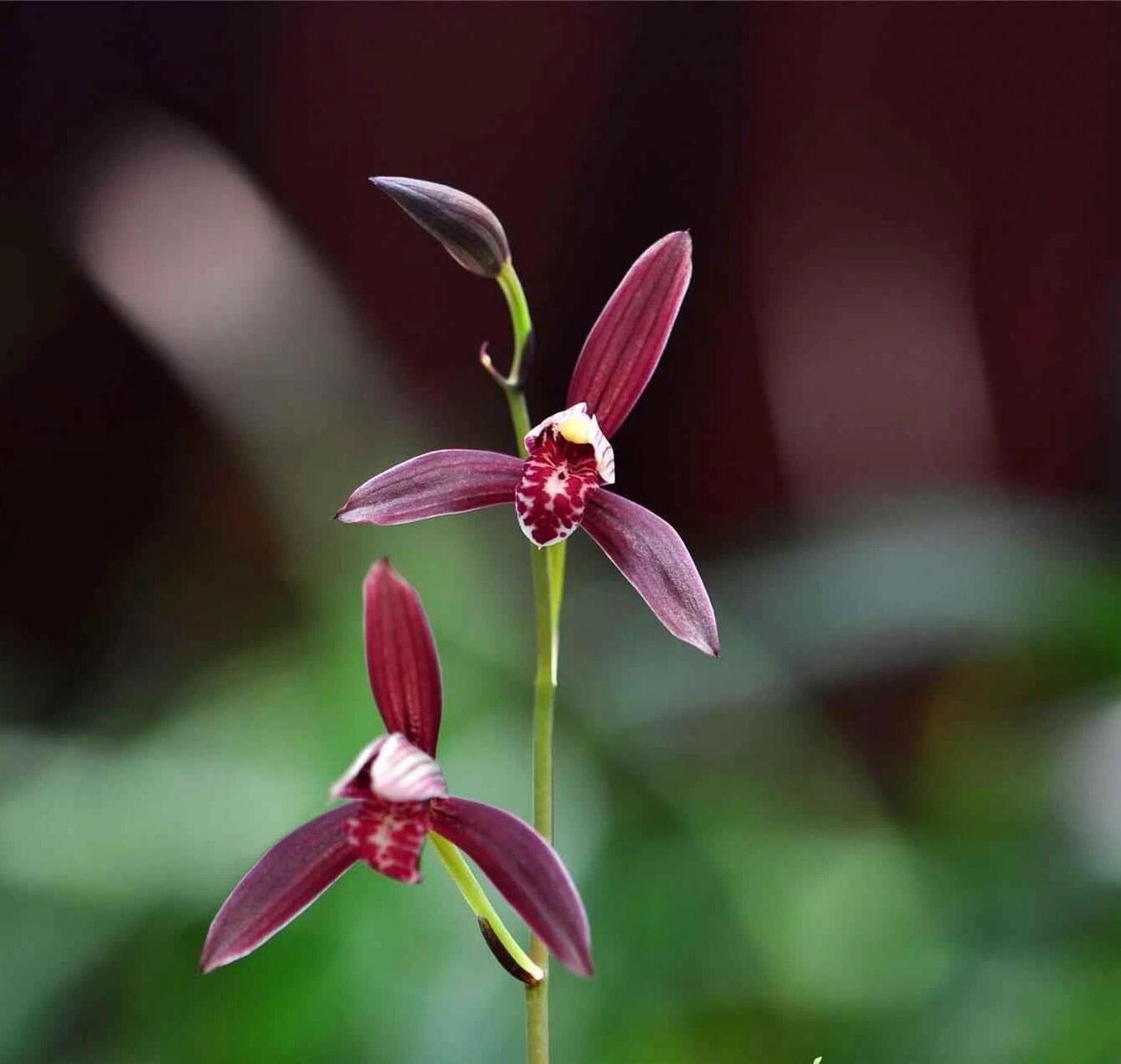 建兰暮山紫 暮山紫,紫花系水仙瓣型.