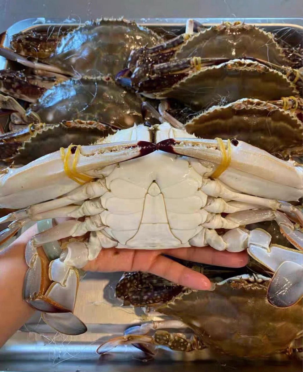 连云港梭子蟹!液氮速冻锁鲜发货 可清蒸!