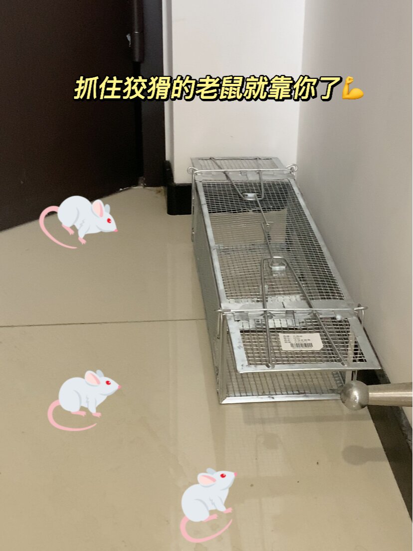 家里如何抓老鼠的办法