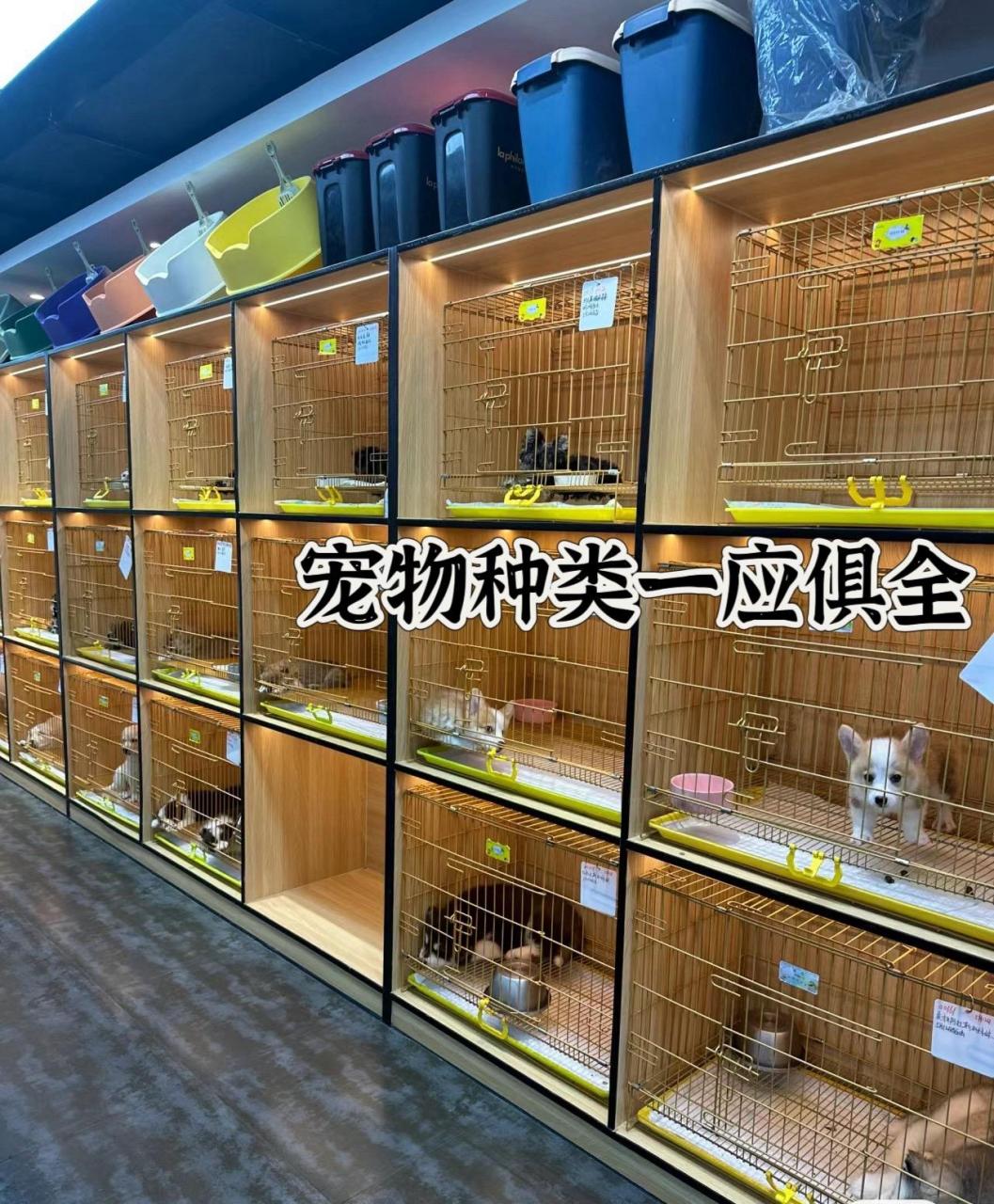 通州梨园狗市 北京宠物市场.