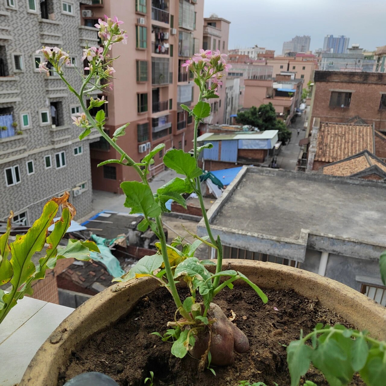 樱桃萝卜开花了 上一年9月种的英桃萝卜现在开花了