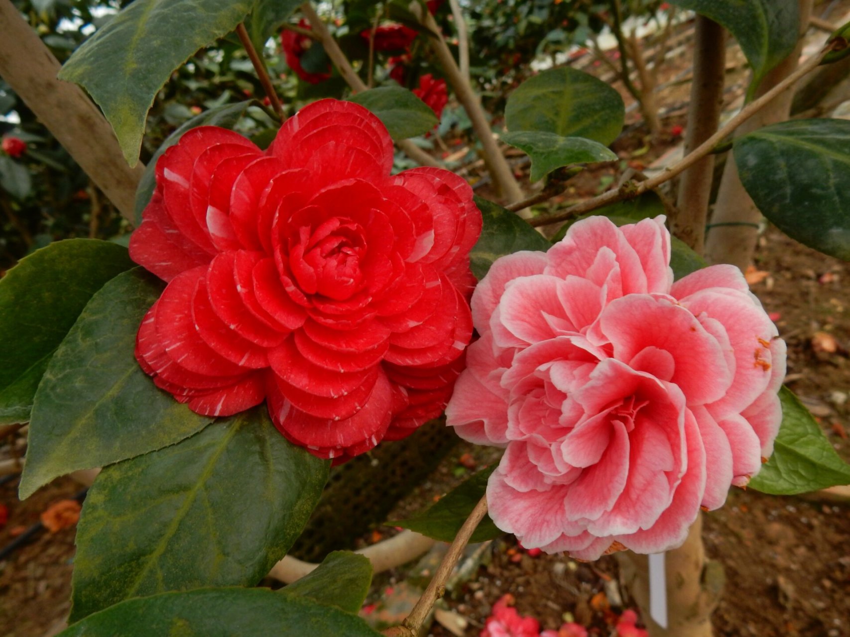 鸳鸯凤冠 茶花品种~鸳鸯凤冠 茶花鸳鸯凤冠属浙江名品之一.