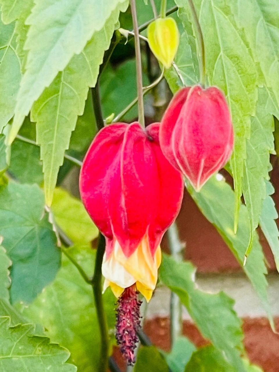 红萼苘麻 别名:蔓性风铃花 红萼苘麻是锦葵科苘麻属常绿软木质藤蔓状