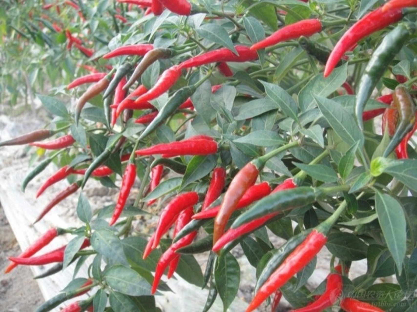 小米辣炒菜让人胃口大开,你知道种植方法不 小米辣的香辣味十分强,用