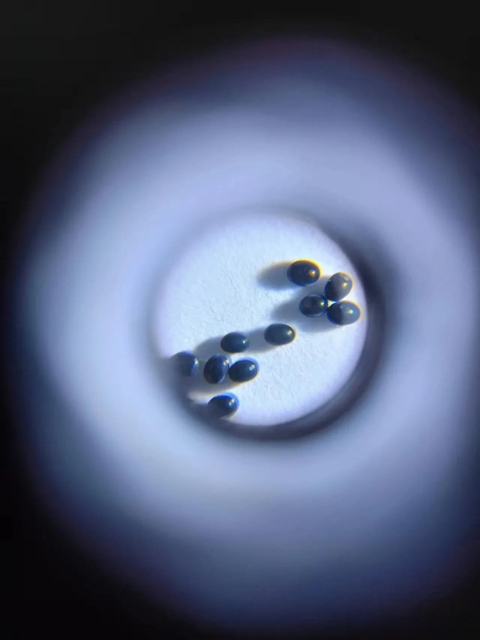 蝙蝠蛾幼虫,虫卵.