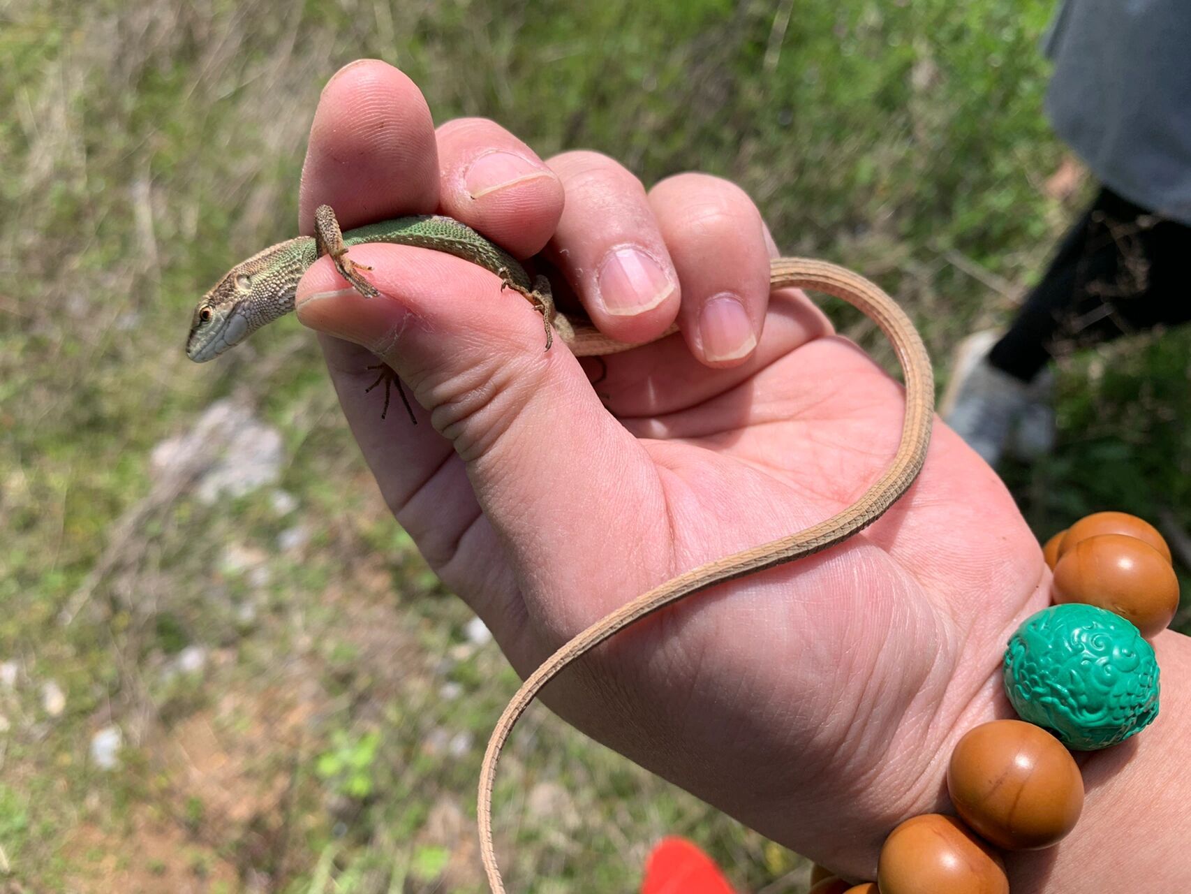 北草蜥属蜥蜴科草蜥属 主要分布于华中,华南及西南地区,一般生活在