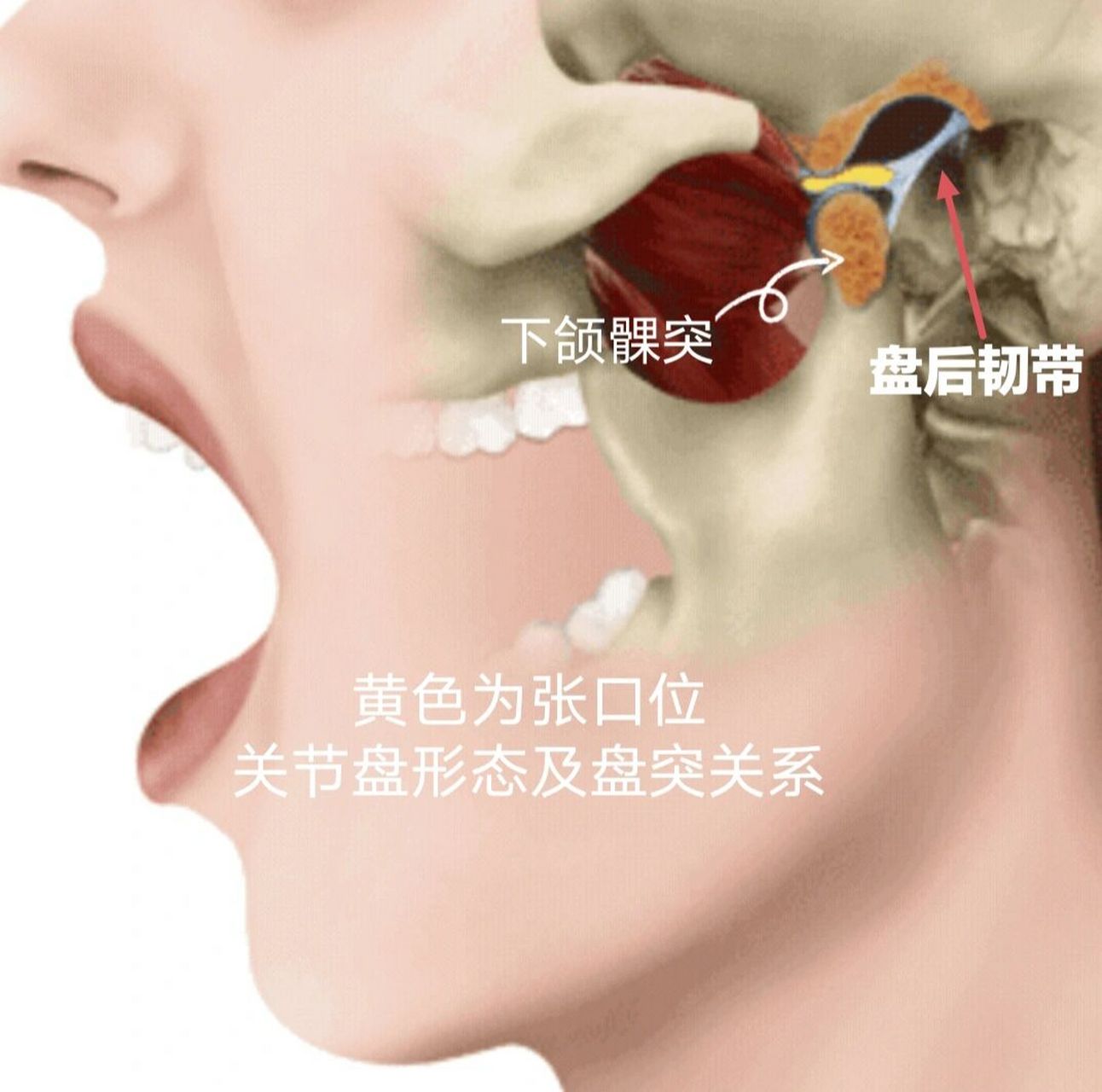 髁状突位置图片