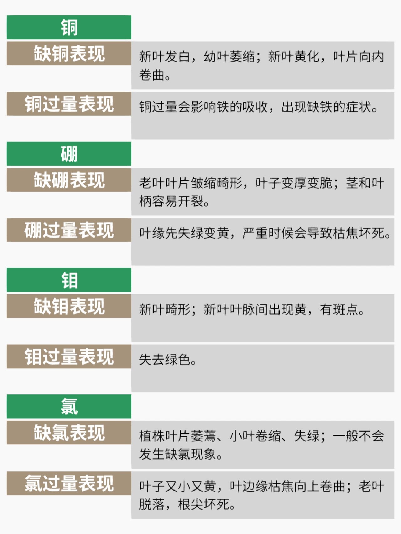 月季缺素症不烦恼,出现黄叶有方法解决!