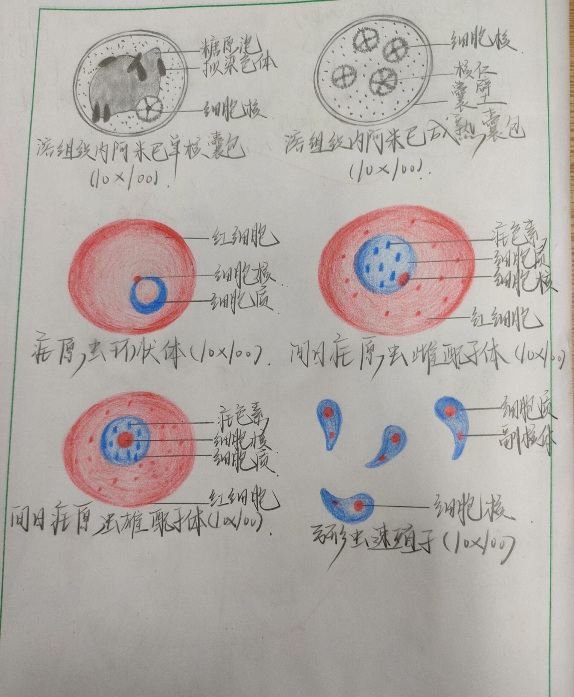 原虫实验报告红蓝铅笔绘图