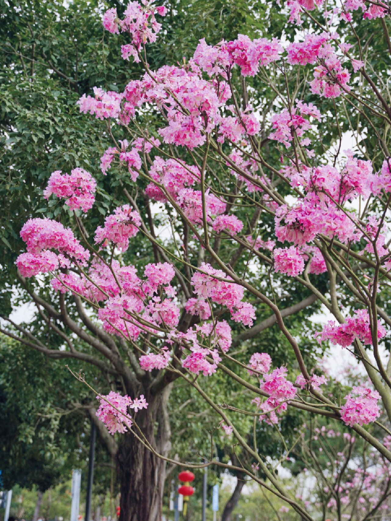 推荐一个紫花风铃木的公园:深圳湾海风运动公园(望海路) 99地址