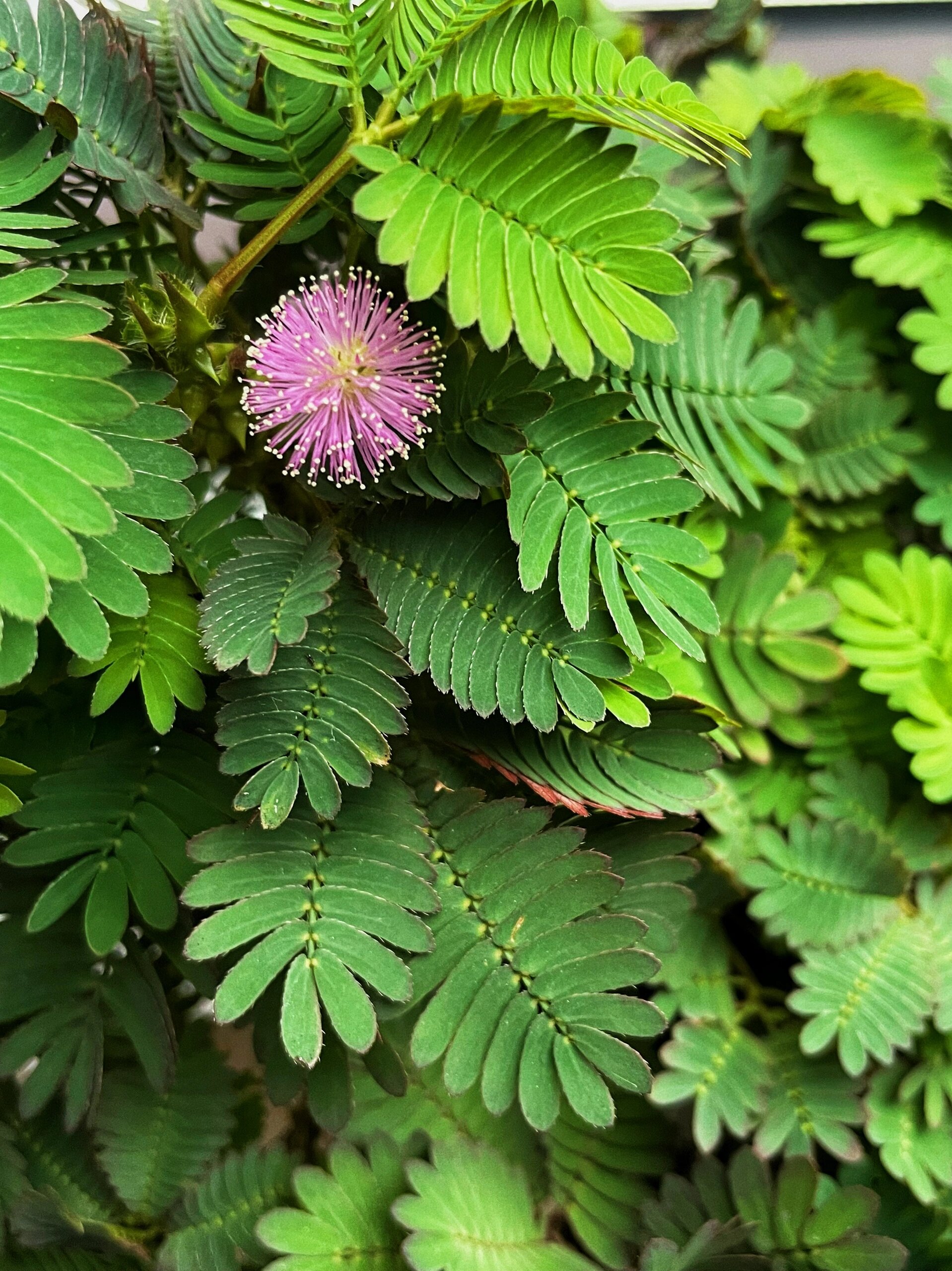 含羞草开花图片 骨朵图片