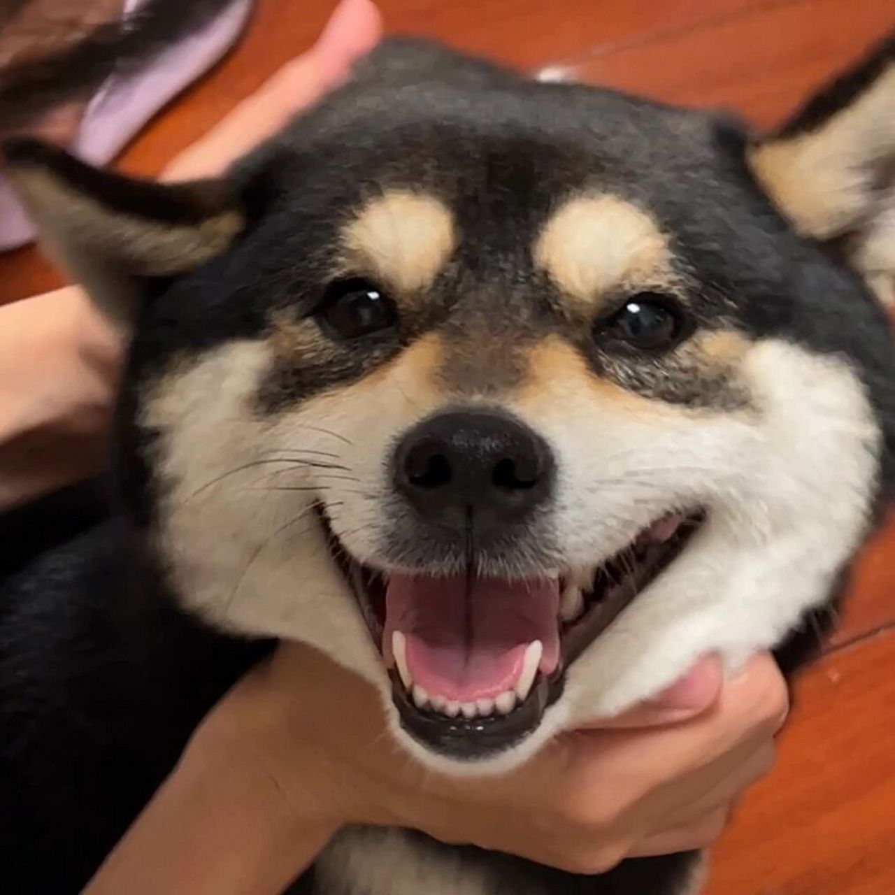 今日份傻狗表情包