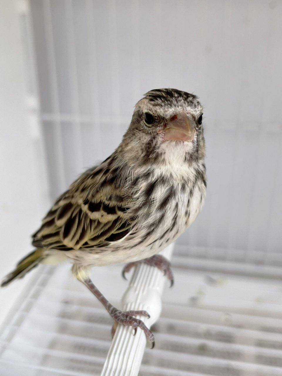 丝雀(大金黄)很可爱96