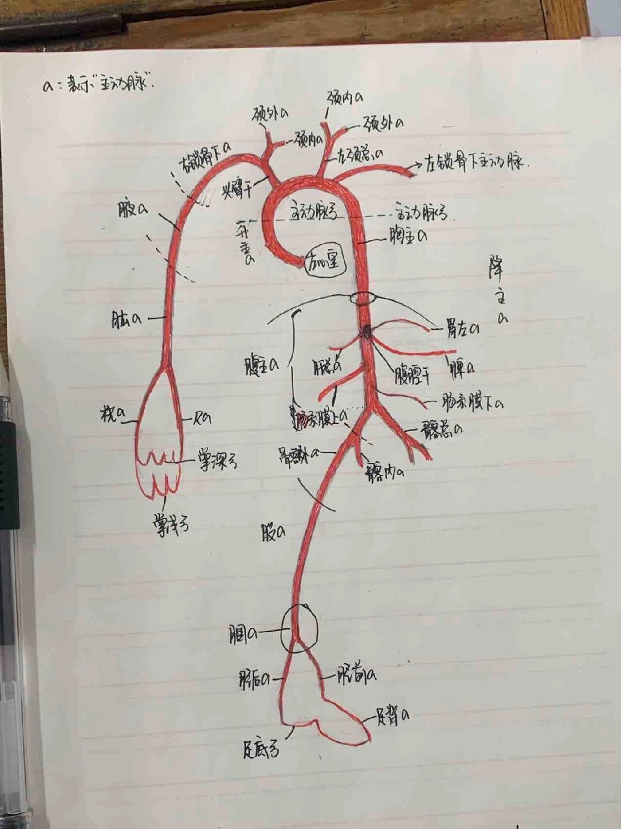 主动脉走行图图片