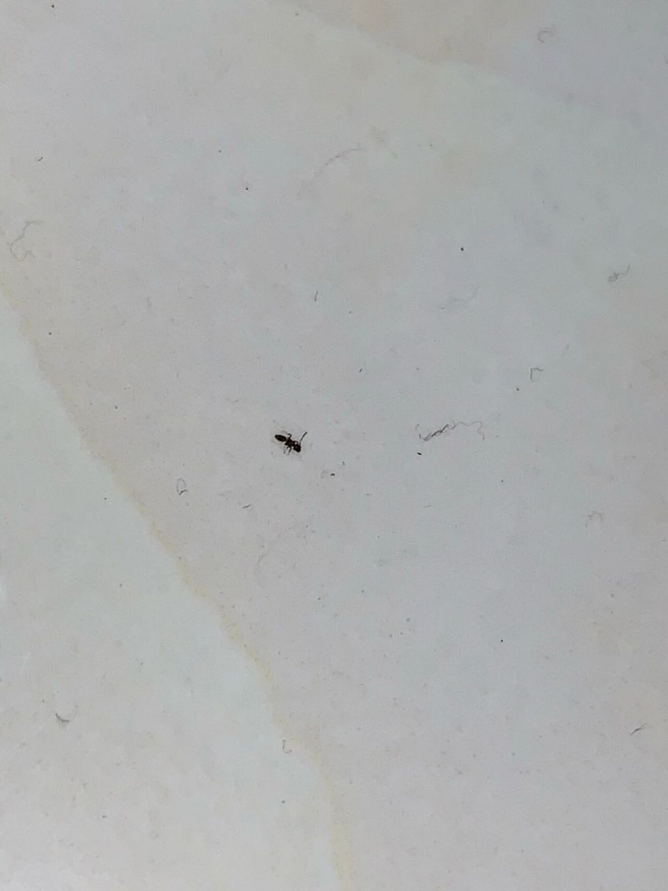 厨房里像蚂蚁一样的小虫 求助:家里突然很多这种小虫 爬行速度快,体型