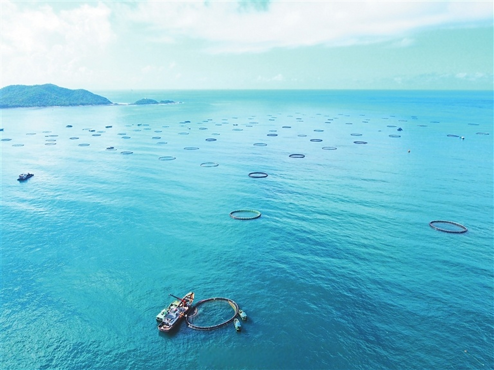 【#三亚深海网箱养殖喜获丰收#】7月8日,经过近10个月的养殖,三亚农投