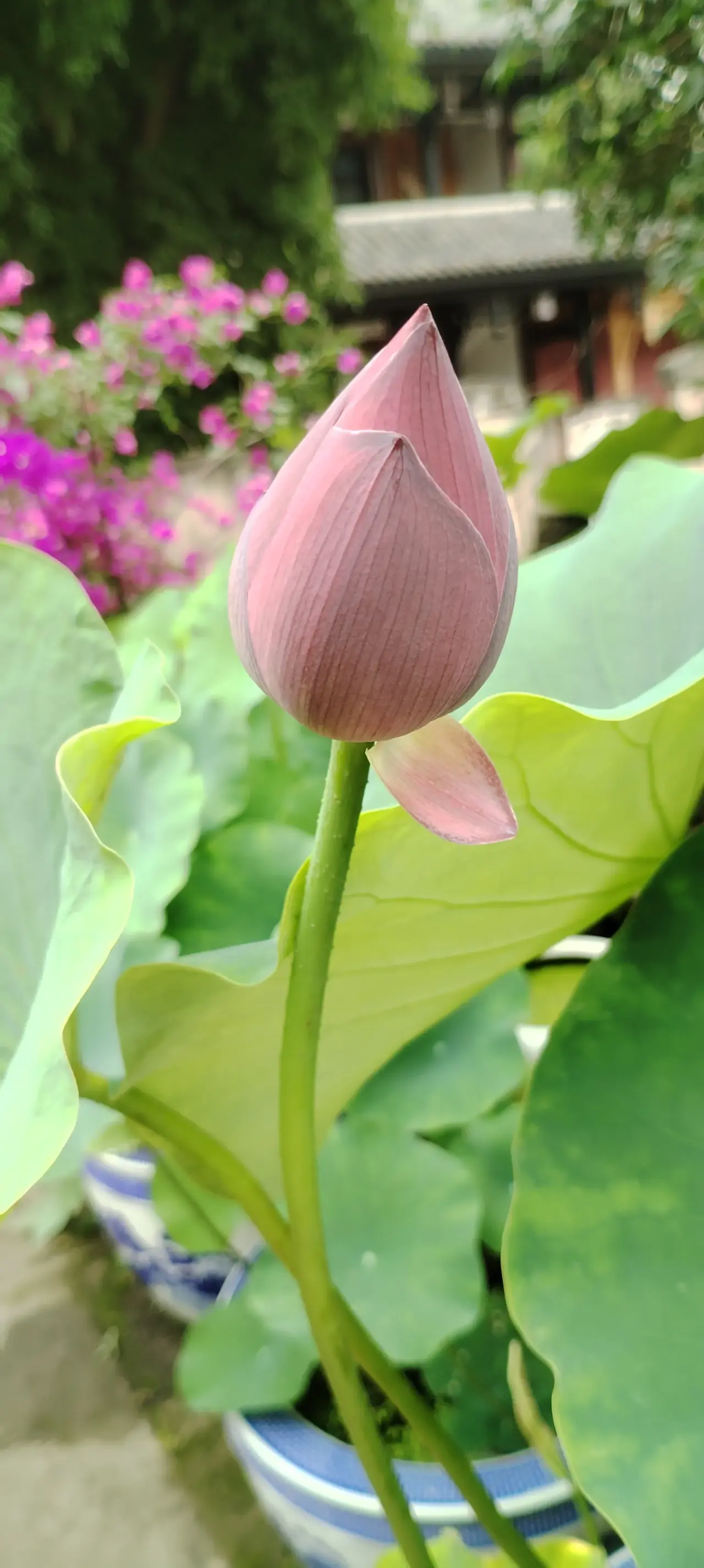 荷花一年又一年地开,这睡莲很好看.含苞待放,落落大方.原创摄影作品