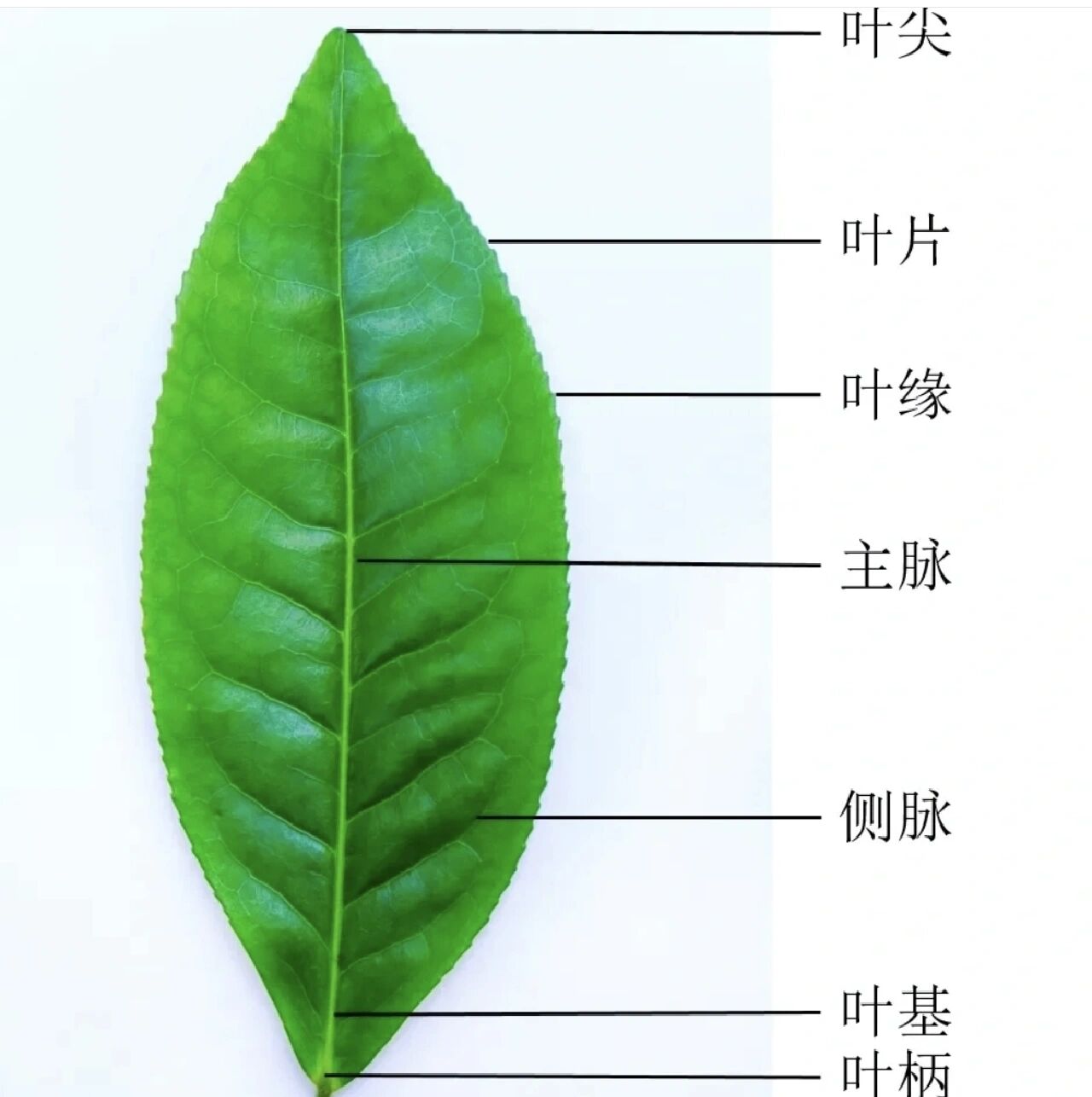 茶树花的结构图片