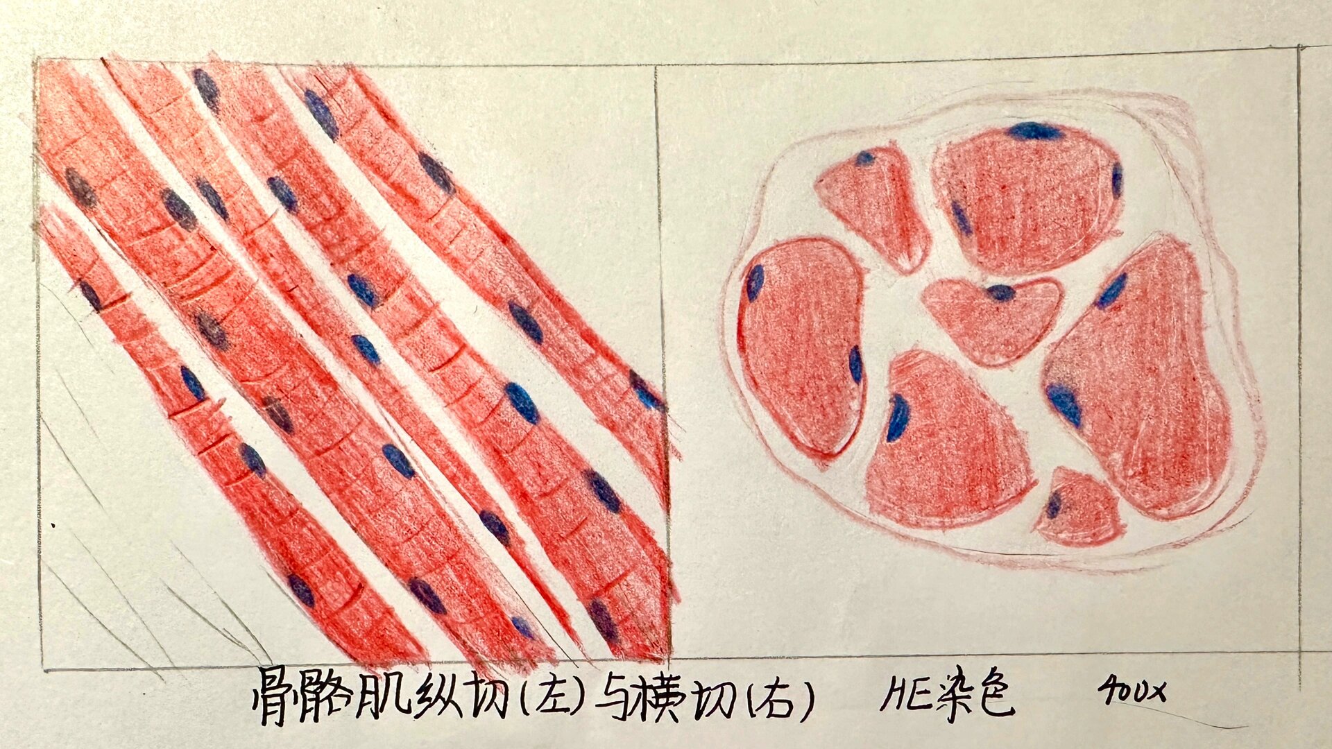 组胚骨骼肌横切面与纵切面红蓝铅笔绘图