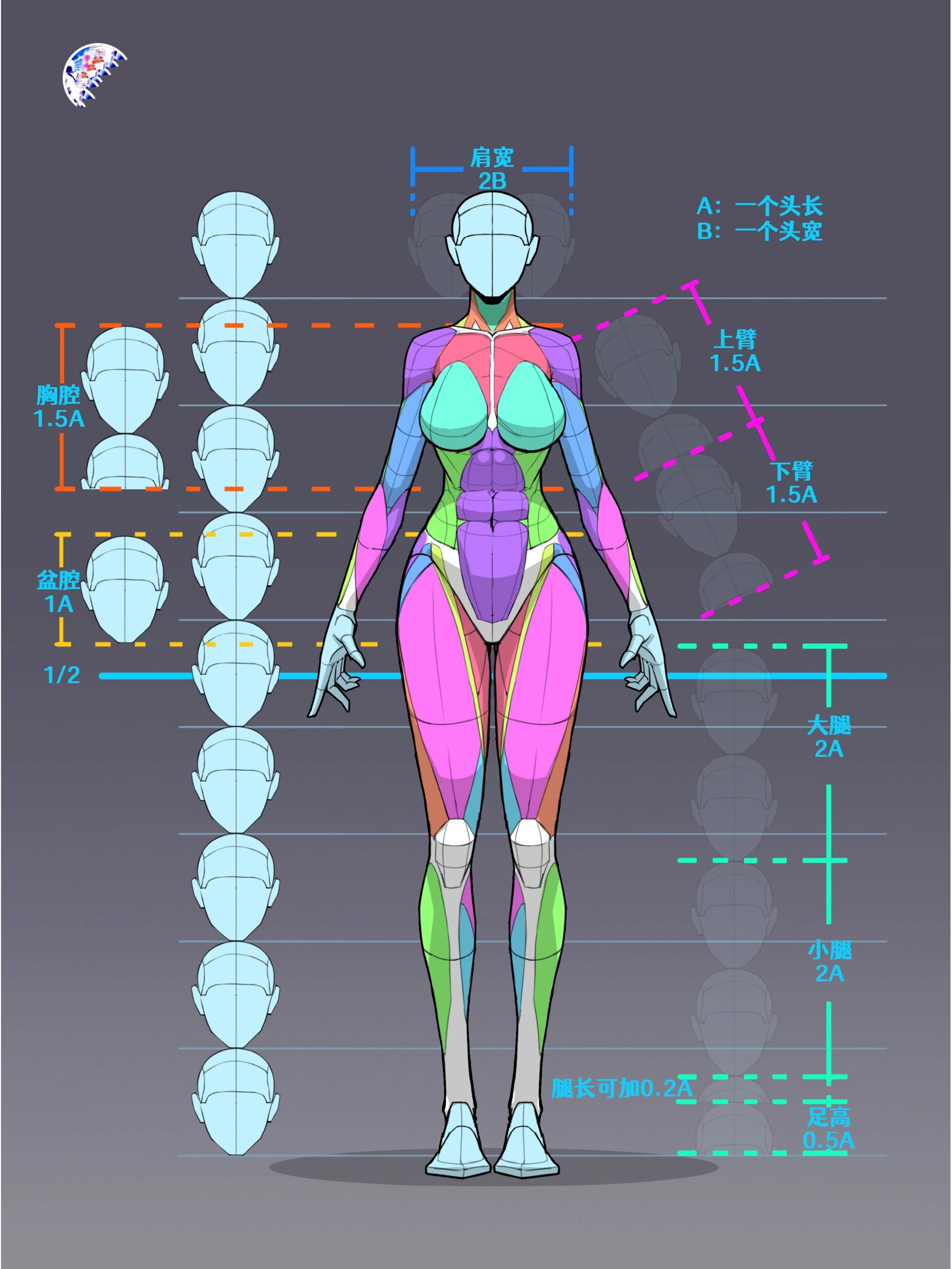 女人体比例概括35/100 喜欢画画的同学可以收藏起来哦