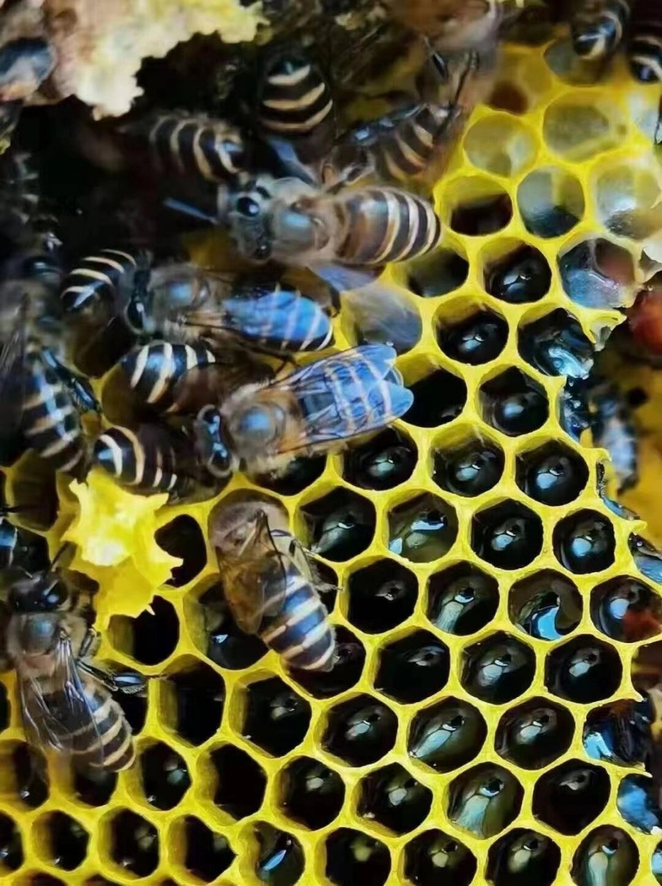 野生黑蜂蜜(云南独有的米团花蜜)量少,药用价值高.