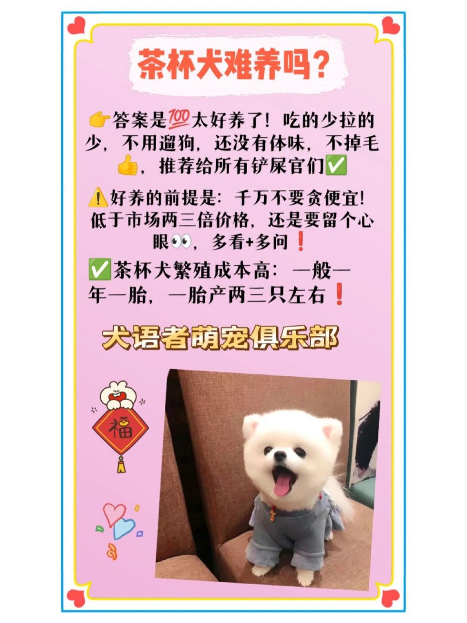 茶杯犬的价格和寿命!茶杯犬好养吗?