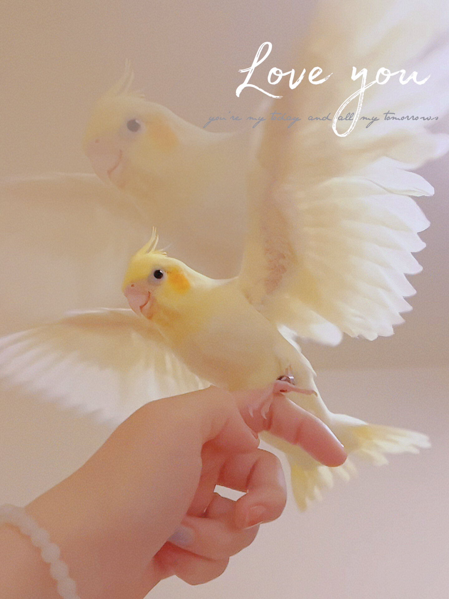 91我的梦中情鸟|玄凤红脸百趴