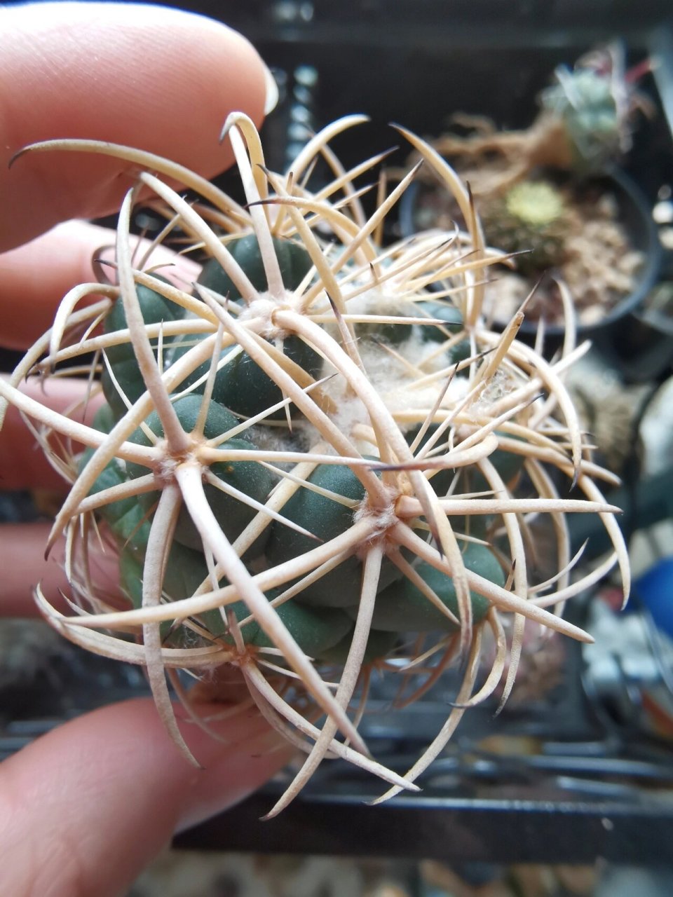 【仙人球】天司丸 一颗绝美的司司