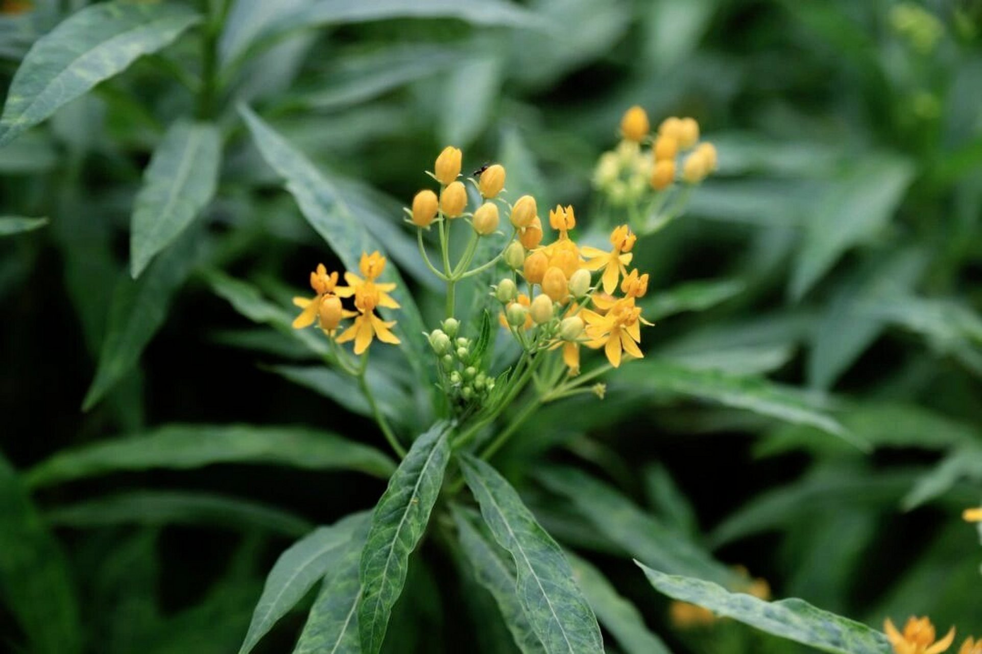 马利筋,别名:金凤花,尖尾凤,芳草花 马利筋生性强健,花朵多姿,观赏