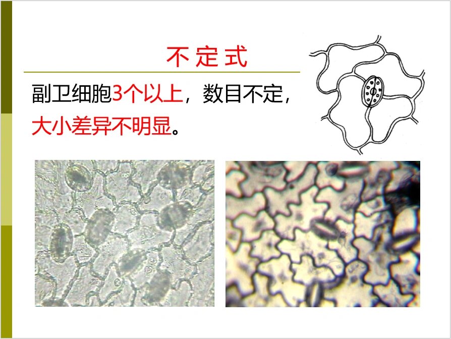 气孔分为平轴式,直轴式,不定式,不等式和环式.