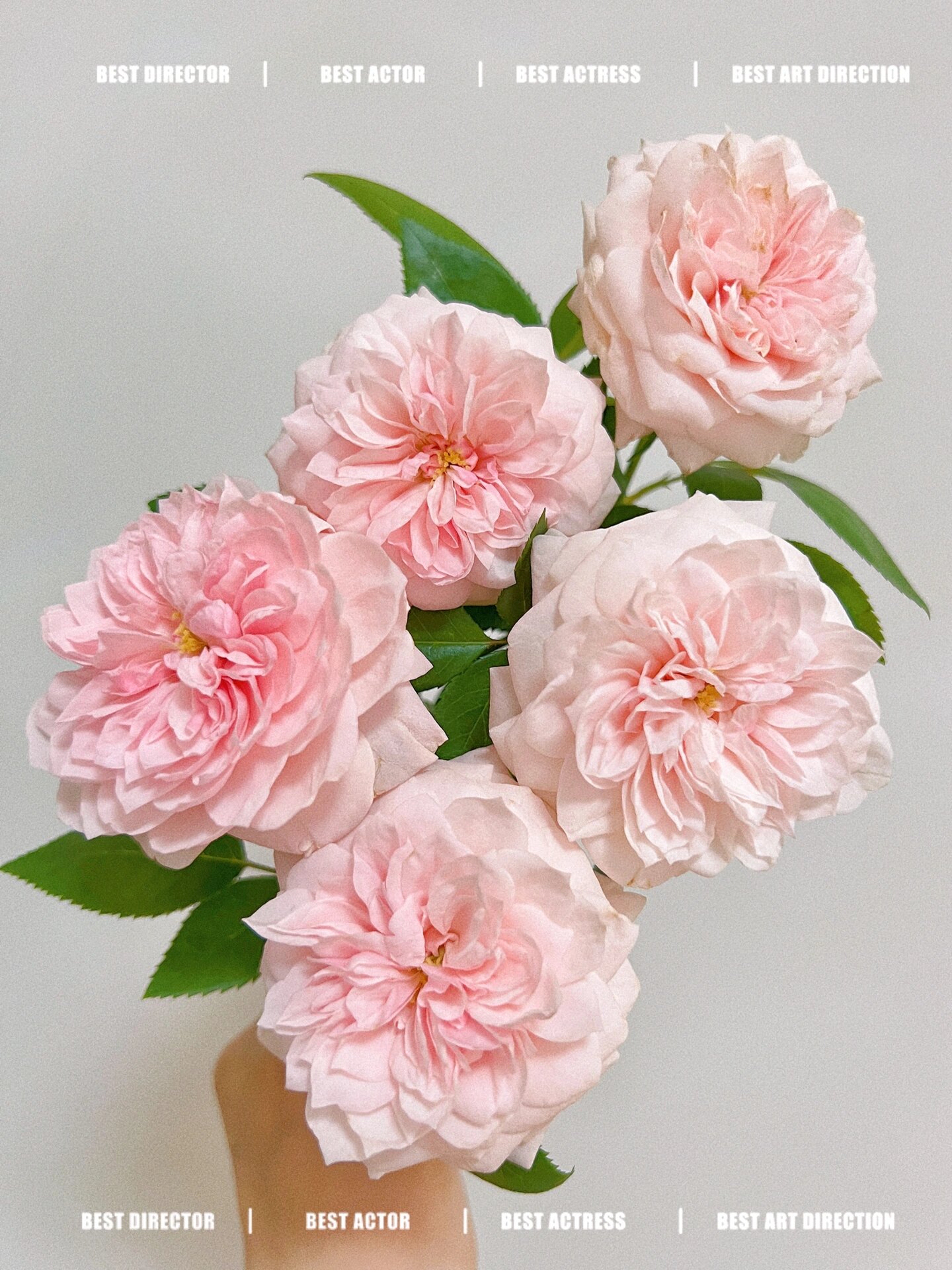 萨布丽娜 「简艺玫瑰园」520的美好  萨布丽娜月季  又名情归巴黎 粉